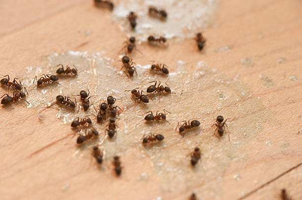 Best Pest Prevention Services  in Mayfield, PA
