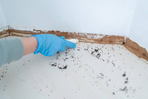 Best Flea Control Services  in Mayfield, PA